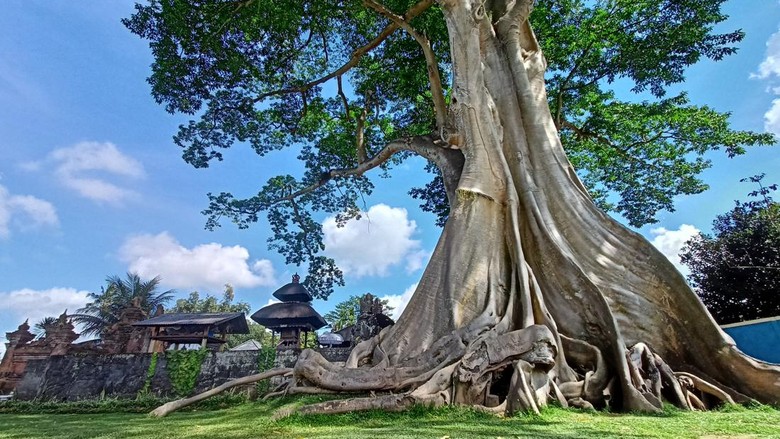 Pura Babakan dengan pohon besar yang disebut Kayu Putih di Desa Adat Bayan, Desa Tua, Kecamatan Marga, Tabanan