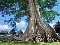 Batang Pohon Menjalar ke Rumah Sebelah, Buahnya Hak Siapa?