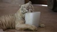 Seekor singa di Kebun Binatang Lahore mendinginkan diri dengan balok es di tengah cuaca panas yang melanda kawasan Pakistan, Rabu (11/5/2022).