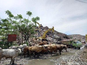 Saat Sapi Dituding Jadi Penyebab Makassar Gagal Raih Penghargaan Adipura