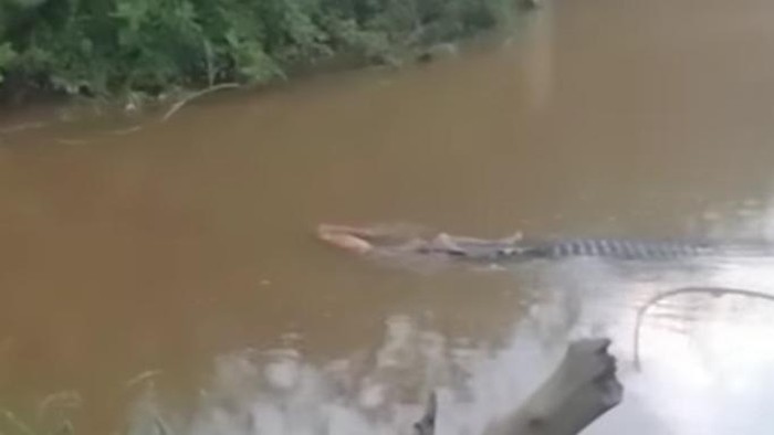 Wacaling (60), seorang nelayan asal Kecamatan Ladongi, Kabupaten Kolaka Timur, Sulawesi Tenggara (Sultra) diterkam buaya saat tengah memasang pukat di sungai.