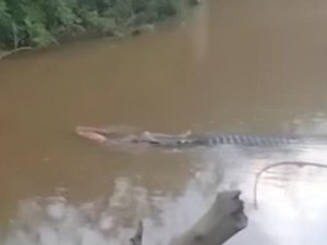 Nelayan Koltim Hilang Diterkam Buaya di Sungai, Tim SAR Masih Cari