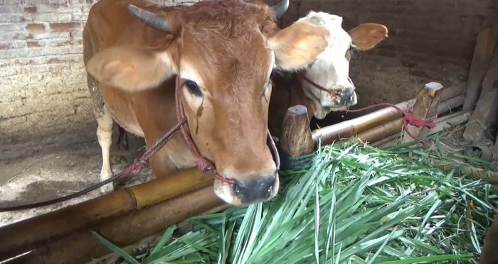 Waspada! Ratusan Sapi di Lumajang Terjangkit Penyakit Mulut dan Kuku
