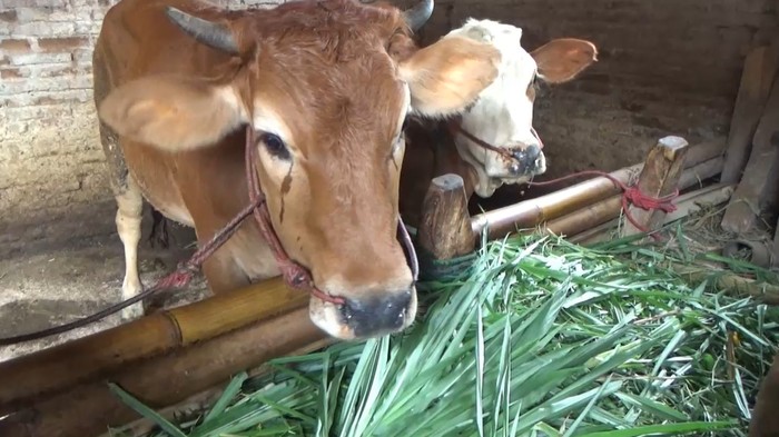 Waspada! Ratusan Sapi di Lumajang Terjangkit Penyakit Mulut dan Kuku