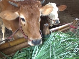 Dharma Jaya Pastikan Sapi Dipasok ke Jakarta Bebas Wabah PMK