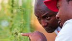 Meski Legal, Bisnis Ganja di Zimbabwe Ternyata Mahal Lho