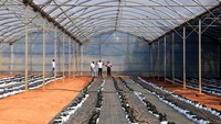 Diantara persyaratan ketat yang ada diantaranya, penyediaan rumah kaca yang memenuhi kriteria ganja organik. Bahkan biaya $500 ribu dolar hanya berlaku untuk struktur bangunannya saja. Harga tersebut tidak termasuk sistem infus dan benih.
