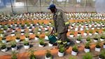 Meski Legal, Bisnis Ganja di Zimbabwe Ternyata Mahal Lho