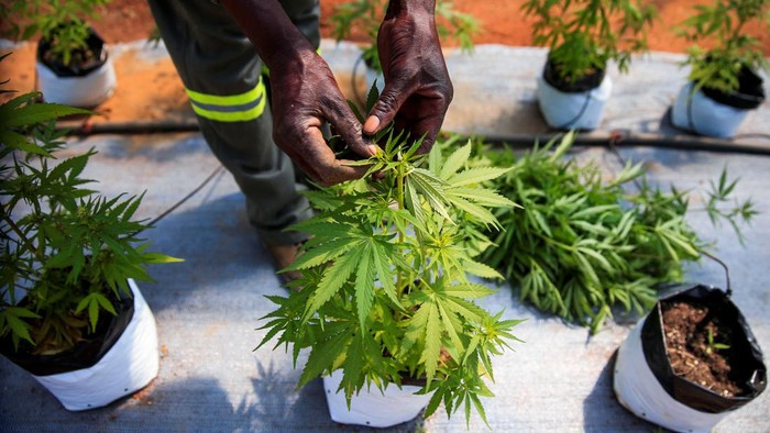 ZIMBABWE-CANNABIS/ A worker inspects cannabis inside a green house in Bromley, a village in Mashonaland East province in Zimbabwe, April 22, 2022. Picture taken April 22, 2022. REUTERS/Philimon Bulawayo