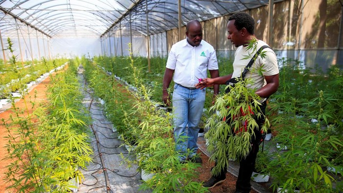 A worker inspects cannabis inside a green house in Bromley, a village in Mashonaland East province in Zimbabwe, April 22, 2022. Picture taken April 22, 2022. REUTERS/Philimon Bulawayo