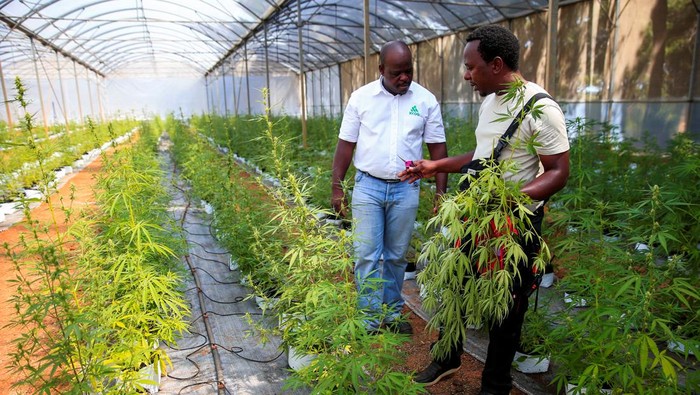 ZIMBABWE-CANNABIS/ A worker inspects cannabis inside a green house in Bromley, a village in Mashonaland East province in Zimbabwe, April 22, 2022. Picture taken April 22, 2022. REUTERS/Philimon Bulawayo