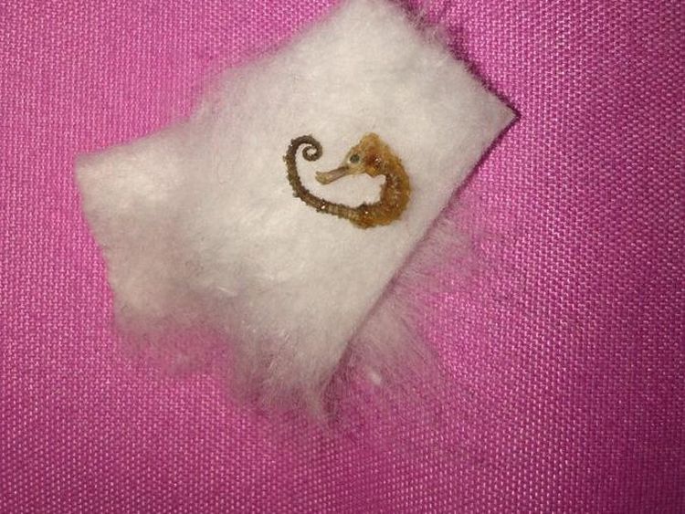 Apes! Lagi Enak Makan Ikan Teri, Orang Ini Malah Temukan Kuda Laut