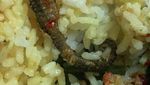 Apes! Lagi Enak Makan Ikan Teri, Orang Ini Malah Temukan Kuda Laut