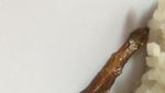 Apes! Lagi Enak Makan Ikan Teri, Orang Ini Malah Temukan Kuda Laut