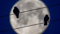 Bulan purnama juga menunjukan pesonanya di Jerman. Bahkan, 2 ekor burung gagak saja sampai hinggap lho.