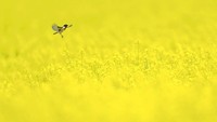 Seekor burung tertangkap kamera sedang terbang di hamparan bunga berwarna kuning di kawasan Petershagen.