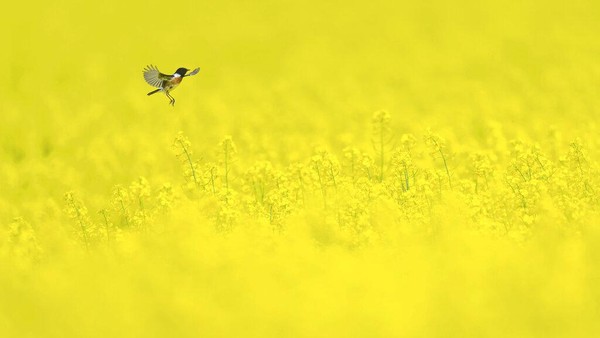 Seekor burung tertangkap kamera sedang terbang di hamparan bunga berwarna kuning di kawasan Petershagen.