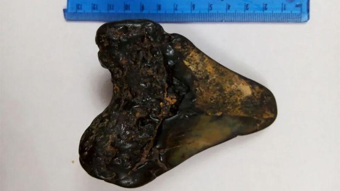 Fosil Megalodon