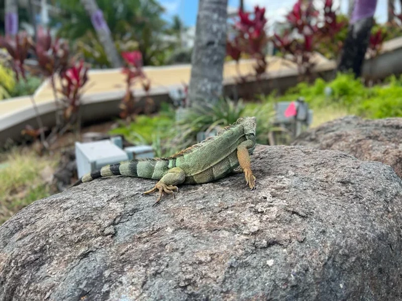 Foto mengelabui mata