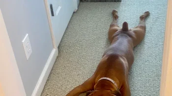 Hayo seperti apa? Foto: Reddit