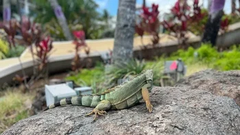 Kepalanya hilang. Foto: Reddit