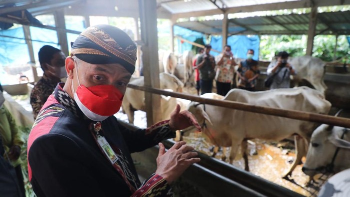 Gubernur Jateng Ganjar Pranowo meninjau hasil bantuan paket ternak sapi di Kelompok Tani-Ternak Guyub Rukun di Desa Sumanding Kecamatan Kembang, Kamis (12/5/2022).