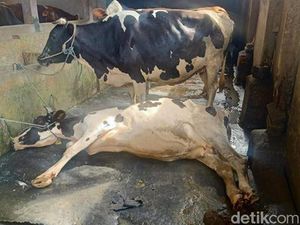 2 Sapi Mati Kena PMK, Dispertan Semarang Minta Pembelian Sapi dari Luar Disetop