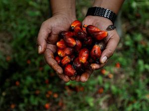 Gara-gara Ini Pengusaha Sawit Khawatir Investasi Terganggu