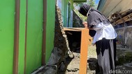 Legislator Parepare Kritik Pemkot Gegara Evakuasi King Cobra Berlarut-larut