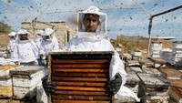 Mengutip Al-Arabiya, sebelum pecahnya konflik antara Israel-Palestina pada tahun 2000, produksi madu di Gaza mencapai sekitar 750 ton per tahun.