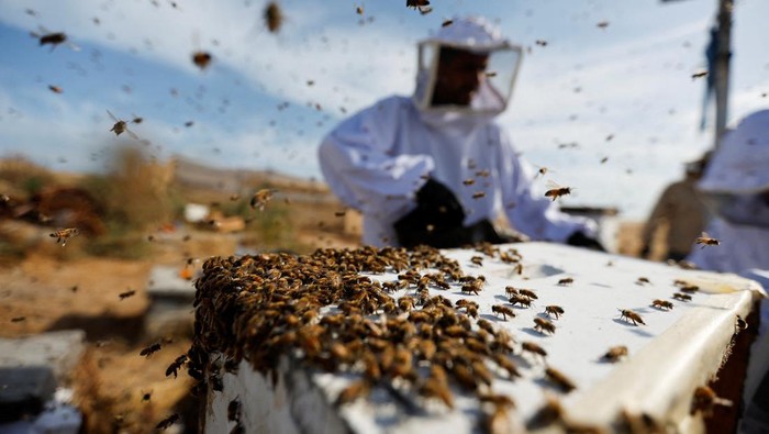 Palestinian beekeepers remove bees in the process of collecting honey at a farm in the central Gaza Strip May 11, 2022. REUTERS/Ibraheem Abu Mustafa     TPX IMAGES OF THE DAY