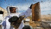 Jalur Gaza dikenal sebagai salah satu penghasil madu. Sayangnya, konflik dan kemiskinan yang terjadi di kawasan tersebut perlahan menyebabkan produksi madu berkurang. Penyebabnya adalah kelangkaan tanaman yang diperlukan lebah untuk mendapatkan serbuk sari dan nektar.