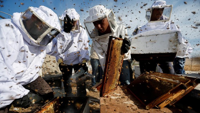 Palestinian beekeepers remove bees in the process of collecting honey at a farm in the central Gaza Strip May 11, 2022. REUTERS/Ibraheem Abu Mustafa     TPX IMAGES OF THE DAY