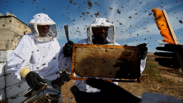 Melihat Panen Madu Tahunan di Jalur Gaza Palestinian beekeepers remove bees in the process of collecting honey at a farm in the central Gaza Strip May 11, 2022. REUTERS/Ibraheem Abu Mustafa TPX IMAGES OF THE DAY