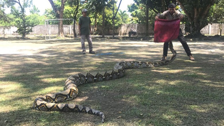 Penampakan ular piton Penampakan ular piton