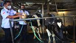 Priittt! Sapi Dilarang Lewat Sebelum Bebas PMK