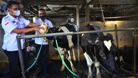 Pemeriksaan dari Dinas Pertanian dan Pangan (Dispertan) setempat ke sejumlah peternakan sapi dan kambing itu guna mencegah penyebaran wabah virus PMK (Penyakit Mulut dan Kuku) pada hewan ternak yang merebak di sejumlah daerah. (Yusuf Nugroho/Antara Foto).