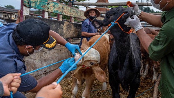 Priittt! Sapi Dilarang Lewat Sebelum Bebas PMK