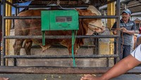 Peternak menimbang bobot ternak sapinya setelah dinyatakan bebas penyakit mulut dan kuku (PMK) melalui pemeriksaan Dinas Pertanian, Perikanan dan Pangan (Dispertanikap) Kabupaten Semarang di Pasar Hewan Pon Ambarawa, Bawen, Kabupaten Semarang, Jawa Tengah. (Aji Styawan/Antara Foto)