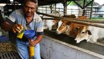 Priittt! Sapi Dilarang Lewat Sebelum Bebas PMK