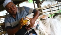 Di Malang, Jawa Timur, seorang peternak meminumkan jamu tradisional berupa larutan kunyit dan temu hitam sebagai antibiotik alami serta penambah nafsu makan pada sapi peliharaannya di Peternakan Sari Rumput, Kamis (12/5/2022). (Ari Sucipto/Antara Foto).  