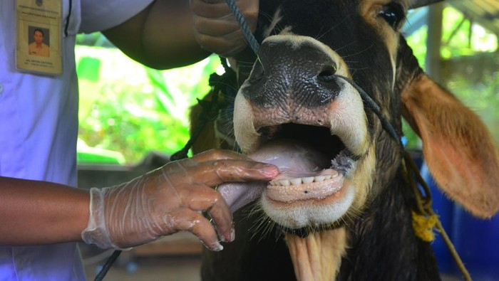 Pemeriksaan kesehatan hewan ternak gencar dilakukan di sejumlah daerah di Pulau Jawa. Pemeriksaan itu guna cegah penyebaran penyakit mulut dan kuku pada hewan.
