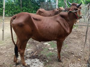 Ada 32.949 Kasus Wabah PMK di Jatim