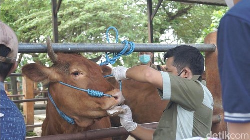 Dinas Peternakan dan Perikanan (Disnakkan) Kabupaten Blitar bergerak cepat dalam mencegah wabah PMK. Wabah penyakit mulut dan kuku pada hewan ternak.