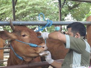 Blitar Terima 13 Ribu Dosis Vaksin PMK, Sapi Perah Jadi Prioritas