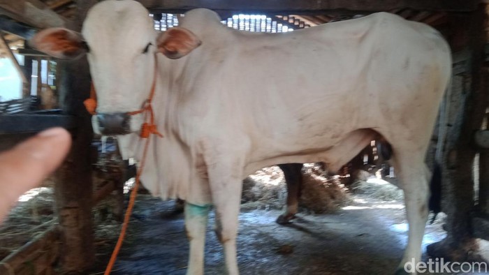 Sapi di Desa Tarubasan, Kecamatan Karanganom, Klaten, yang diambil sampel darah, Kamis (12/5/2022).