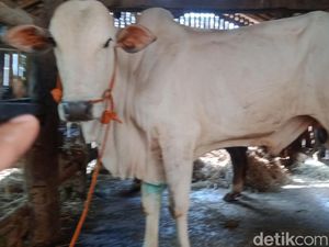 Terungkap, Ini Penyebab Ternak Sakit di Desa Lereng Merapi Klaten