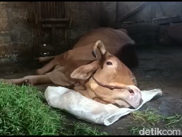 sapi pmk