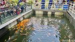 Saung Apung Napak Sancang, Resto Keluarga yang Tawarkan Ikan Nila Bakar