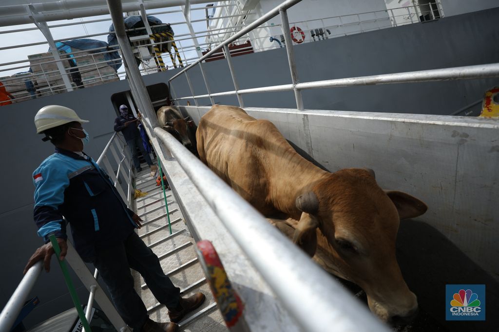 Sebanyak 3.288 sapi asal Australia tiba di Pelabuhan Tanjung Priok, Jakarta Utara, Kamis (12/5/2022).  (CNBC Indonesia/Tri Susilo)